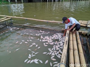 Penyebab Matinya Ribuan Ikan di Telaga Ngebel Karena Ledakan Gas Belerang