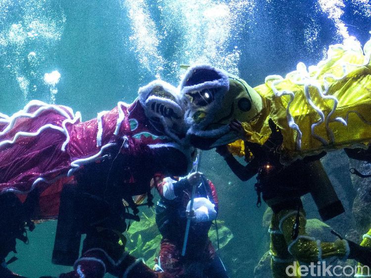 Sambut Imlek, Ancol Gelar Atraksi Barongsai di Dalam Air