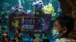 Sambut Imlek, Ancol Gelar Atraksi Barongsai di Dalam Air