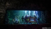Bagi pengunjung yang hendak menyaksikan langsung atraksi barongsai dalam air itu di Sea World, ada sejumlah hal yang tak boleh dilewatkan, yakni wajib membeli tiket online karena jumlah pengunjung akan dibatasi maksimal 25 persen. Jam operasional Sea World pun pada pukul 10.00-16.30 WIB. Selain itu, yang tak kalah penting adalah wajib menerapkan protokol kesehatan, yakni memakai masker, mencuci tangan, serta menjaga jarak.
