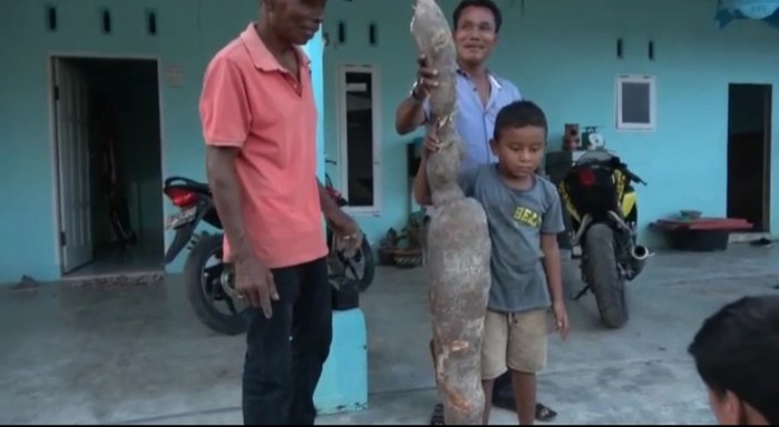 Singkong raksasa di Batu Bara, Sumut (dok. Istimewa)
