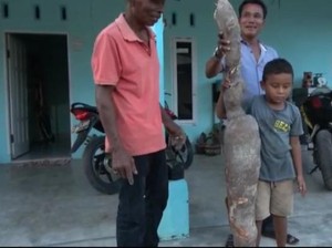 Penjelasan Ilmiah soal Ubi Raksasa Hampir 2 Meter-Berat 20 Kg di Sumut