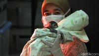 Sang dokter dan perawat dengan penuh perhatian mengasuh anak Owa Jawa yang baru dilahirkan dengan caesar itu. Owa juga dikenal dengan jenis primata yang setia terhadap pasangannya dan menjadi salah satu ikon wilayah provinsi Jawa Barat.