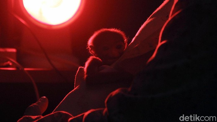 Anak Owa Jawa (Hylobates moloch) lahir secara caesar di Pusat Rehabilitasi Owa Jawa Taman Nasional Gunung Gede-Pangrango, Bodogol, Sukabumi, Jawa Barat, Rabu (10/2). Kelahiran anak Owa Jawa berjenis kelamin betina lahir pada tanggal 3 Februari 2021 lalu.