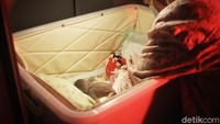 Kelahiran anak Owa Jawa itu dilakukan secara operasi caesar yang dibantu oleh dua dokter hewan. Kondisiniya kini masih terus mendapatkan perawatan khusus dari dokter hewan yang berjaga selama 24 jam.  