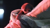 Kelahiran anak Owa Jawa ini merupakan yang ketiga kalinya dari pasangan Owa Jawa bernama Boby (jantan) dan Jolly (betina) di Pusat Rehabilitasi Owa Jawa, Bodogol, Sukabumi.