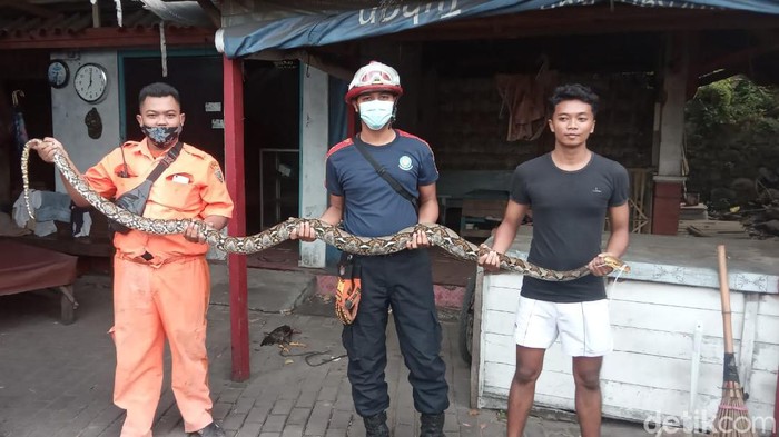 Ular piton yang dievakuasi dari rumah warga Rembang