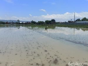 Sawah yang Gagal Panen Imbas Banjir di Tulungagung Meluas Hingga 116 Hektare