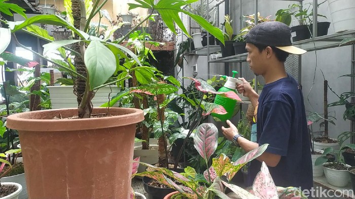 Creative Garden di Garut menyimpan berbagai tanaman hias berharga fantastis.