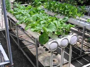 Tren Urban Farming, Penjualan Benih Hortikultura Naik 5 Kali Lipat