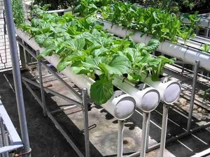 Tren Urban Farming, Penjualan Benih Hortikultura Naik 5 Kali Lipat