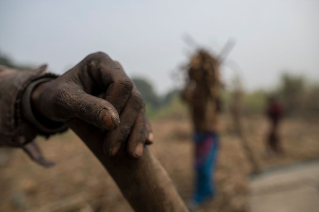 BULANDSHAHR, UTTAR PRADESH, INDIA - JANUARY 15: Farmers work at a jaggery (a thick cane sugar made from concentrated sugar cane juice) making plant on January 15, 2021 in Bulandshahr, India. As protests against a a wide-ranging farm reform bill continue and Indian farmers blockade roads leading into Delhi, their families have been left to tend to the land and take care of day to day operations on the small farms that produce a vast amount of the fresh food bound for the capital. Women, traditionally in charge of looking after the household, have taken to farming, and as India descends into winter, circumstances have turned to a struggle for both farmers at the protests and their relatives on the land. India's Supreme Court has put the new laws on hold, ordering both sides to mediate and submit a report within two months. (Photo by Anindito Mukherjee/Getty Images)