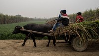 Di India, tebu ditanam tiga kali setahun pada bulan Oktober, Maret dan Juli bergantung pada bagian negaranya.  