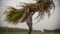 Para petani bekerja di kebun tebu di Bulandshahr, India.   
