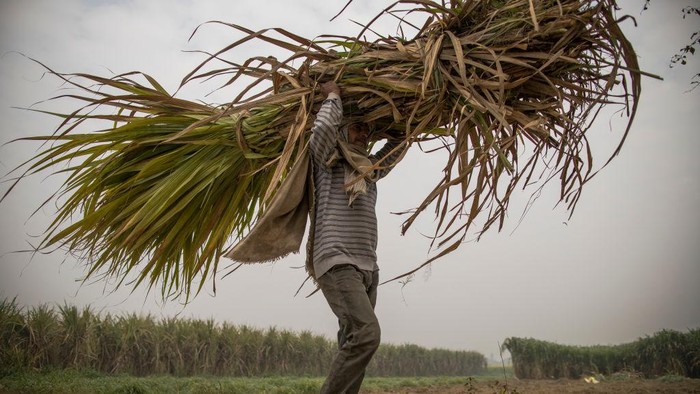 Geliat Kebun Tebu di Pedesaan Terpencil India BULANDSHAHR, UTTAR PRADESH, INDIA - JANUARY 15: Farmers work at a jaggery (a thick cane sugar made from concentrated sugar cane juice) making plant on January 15, 2021 in Bulandshahr, India. As protests against a a wide-ranging farm reform bill continue and Indian farmers blockade roads leading into Delhi, their families have been left to tend to the land and take care of day to day operations on the small farms that produce a vast amount of the fresh food bound for the capital. Women, traditionally in charge of looking after the household, have taken to farming, and as India descends into winter, circumstances have turned to a struggle for both farmers at the protests and their relatives on the land. India's Supreme Court has put the new laws on hold, ordering both sides to mediate and submit a report within two months. (Photo by Anindito Mukherjee/Getty Images)