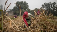 Perkebunan kecil ini menghasilkan banyak sekali tanaman segar yang akan dikirim ke ibu kota.  