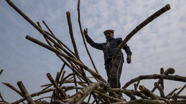 Geliat Kebun Tebu di Pedesaan Terpencil India