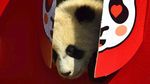 Gemes! China Pamerkan 10 Anak Panda Jelang Tahun Baru Imlek