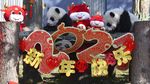 Gemes! China Pamerkan 10 Anak Panda Jelang Tahun Baru Imlek