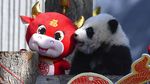 Gemes! China Pamerkan 10 Anak Panda Jelang Tahun Baru Imlek