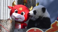 Tingkah lucu anak-anak panda tentu saja menarik perhatian pengunjung.  