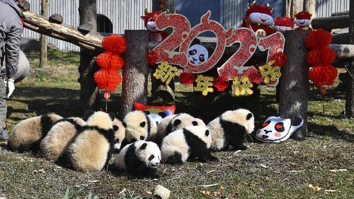 Researchers hold some of the ten baby pandas born during the year 2020 at the China Conservation and Research Center for the Giant Panda at the Wolong Nature Reserve in southwestern China's Sichuan province, Wednesday, Feb. 3, 2021. Ten baby pandas made their debut in China's leading panda reserve in the country's southwest on Wednesday morning ahead of the Lunar New Year. (Chinatopix via AP)
