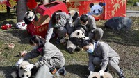 Menurut Pusat Konservasi dan Penelitian China untuk Panda Raksasa di provinsi Sichuan, usia panda berkisar antara 4 hingga 6 bulan, dan semuanya dihasilkan dari kawin alami.  
