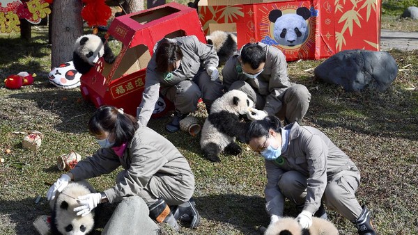 Menurut Pusat Konservasi dan Penelitian China untuk Panda Raksasa di provinsi Sichuan, usia panda berkisar antara 4 hingga 6 bulan, dan semuanya dihasilkan dari kawin alami. Menurut Pusat Konservasi dan Penelitian China untuk Panda Raksasa di provinsi Sichuan, usia panda berkisar antara 4 hingga 6 bulan, dan semuanya dihasilkan dari kawin alami.