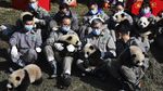 Gemes! China Pamerkan 10 Anak Panda Jelang Tahun Baru Imlek