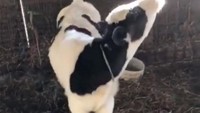 Anak sapi yang menikmati temuan barunya. Dari mulutnya keluar serupa asap, nih. Auto coba-coba juga, kan?