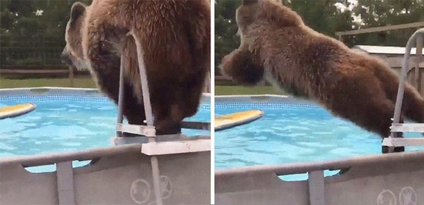 Beruang yang melompat ke dalam kolam renang. Ingat-ingat gaya kalian saat melompat ke kolam renang, mirip atau enggak? Beruang yang melompat ke dalam kolam renang. Ingat-ingat gaya kalian saat melompat ke kolam renang, mirip atau enggak?