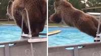 Beruang yang melompat ke dalam kolam renang. Ingat-ingat gaya kalian saat melompat ke kolam renang, mirip atau enggak?