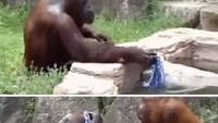 Orangutan ini menirukan gaya penjaganya saat bersih-bersih setiap habis kerja.