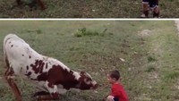 Anak-anak akan selalu menjadi anak-anak. Seperti anak sapi dan bocah laki-laki ini. 