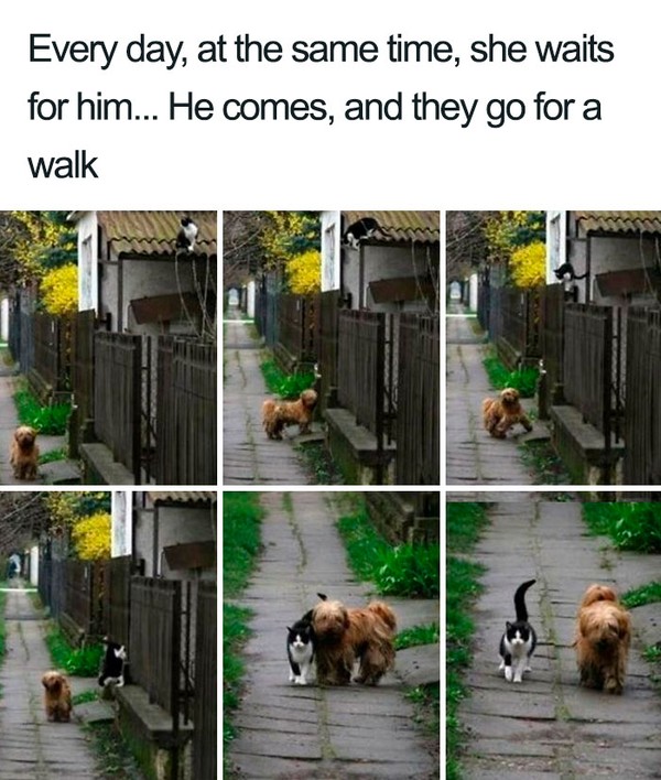 Kata tuannya, anjing ini setiap hari datang ke rumahnya, menggongong, dan mengajak kucing jalan-jalan. Kata tuannya, anjing ini setiap hari datang ke rumahnya, menggongong, dan mengajak kucing jalan-jalan.