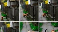 Kata tuannya, anjing ini setiap hari datang ke rumahnya, menggongong, dan mengajak kucing jalan-jalan.