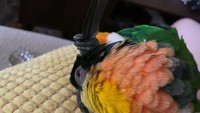 Burung menggunakan sayap untuk menggaruk kepalanya.