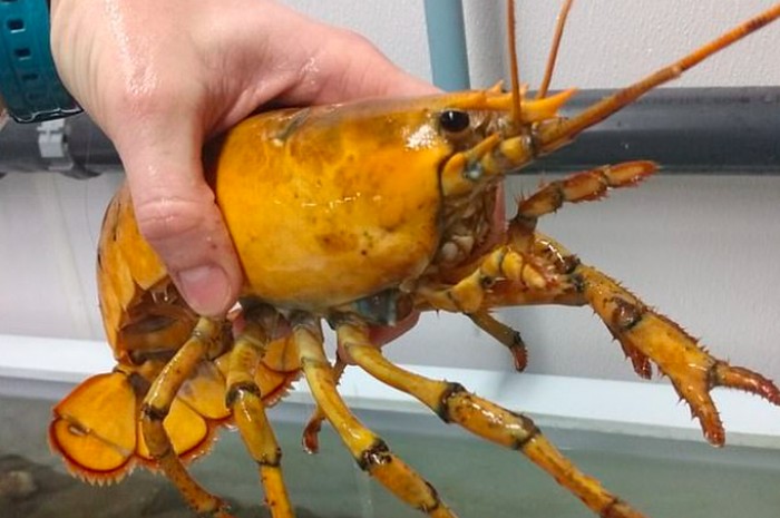 Lobster warna kuning