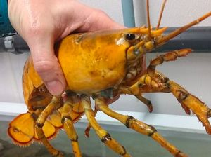 Lobster Super Langka 1 Banding 30 Juta Ditemukan