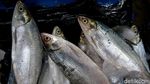 Penjualan Ikan Bandeng Masih Lesu