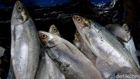 Penjualan ikan bandeng tahun ini cukup turun dibandingkan dengan tahun sebelumnya.