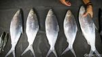 Penjualan Ikan Bandeng Masih Lesu