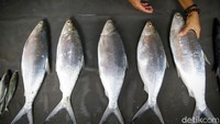 Harga jual ikan bandeng cukup variatif, mulai dari Rp 60.000 hingga Rp 70.000.