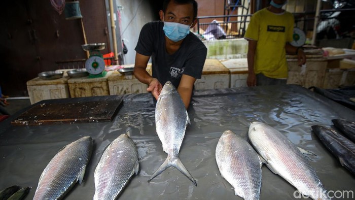Penjualan Ikan Bandeng Masih Lesu Dalam tradisi Imlek di Indonesia, ikan bandeng utuh wajib disajikan. Namun, penjualannya masih lesu. Salah satunya di Pasar Petak 9, Jakarta.