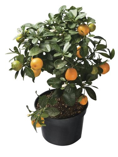 Pohon Kumquat Pohon kumquat.