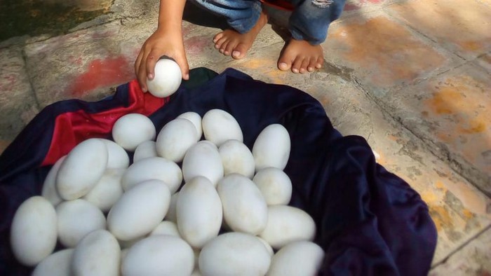 Warga Lamongan menemukan puluhan telur yang diduga telur buaya. Puluhan telur tersebut ditemukan di tegalan warga yang dekat dengan bantaran Sungai Bengawan Solo.
