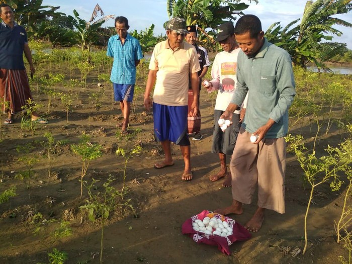 Warga Lamongan menemukan puluhan telur yang diduga telur buaya. Seperti apa kronologi penemuan puluhan telur tersebut?