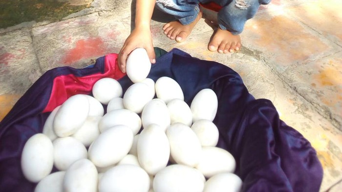 Warga Lamongan menemukan puluhan telur yang diduga telur buaya. Puluhan telur tersebut ditemukan di tegalan warga yang dekat dengan bantaran Sungai Bengawan Solo.