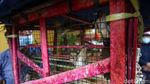 Ritual Lepas Burung Jelang Imlek di Petak 9