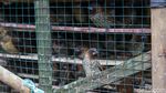 Ritual Lepas Burung Jelang Imlek di Petak 9